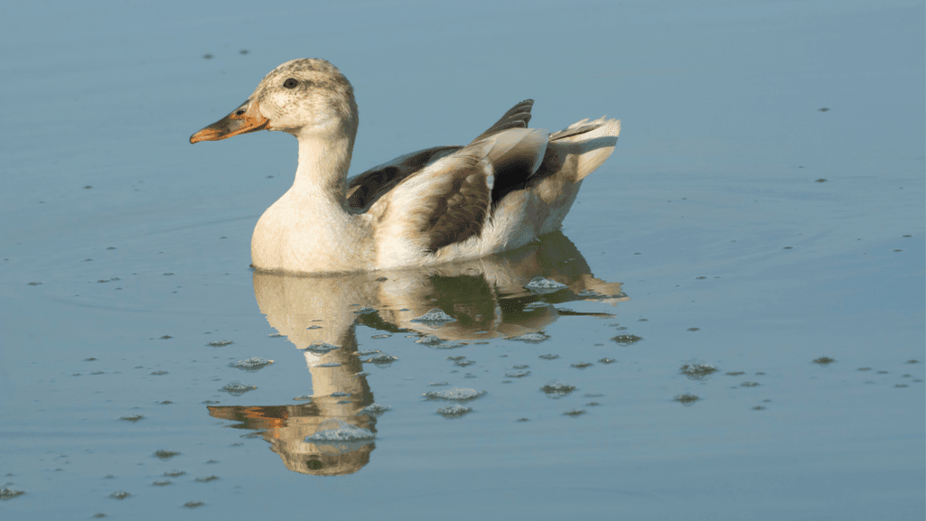 backyard duck breed selection