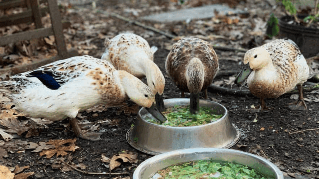 backyard ducks enjoying a predator-proof enclosure