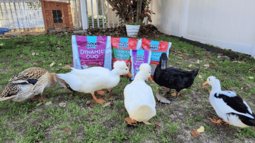 balanced duck nutrition