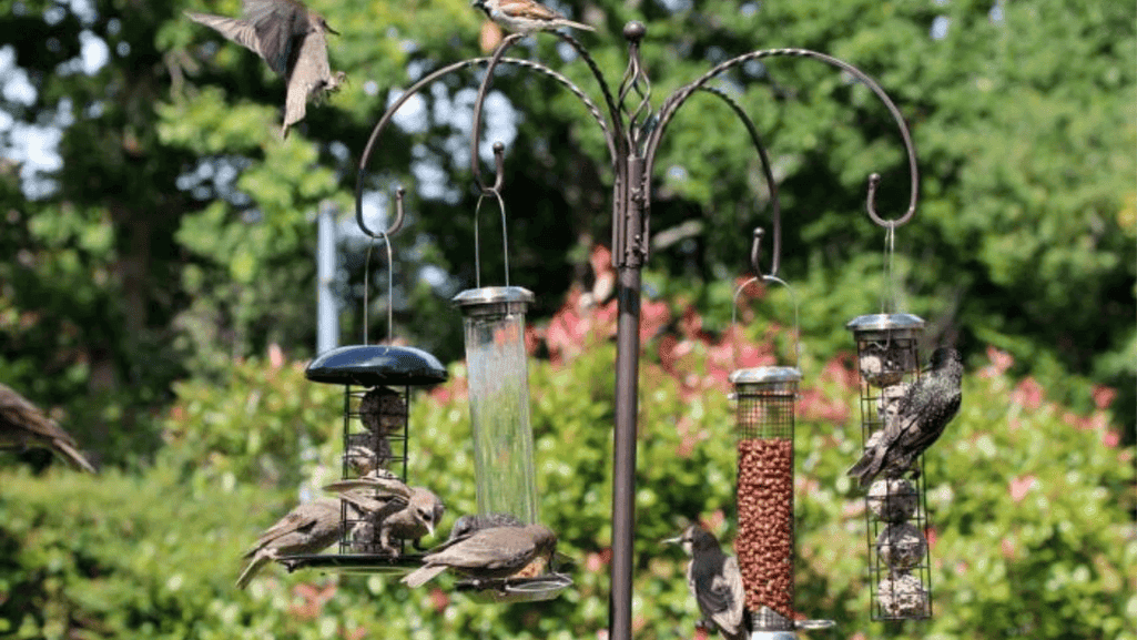 bird feeding stations