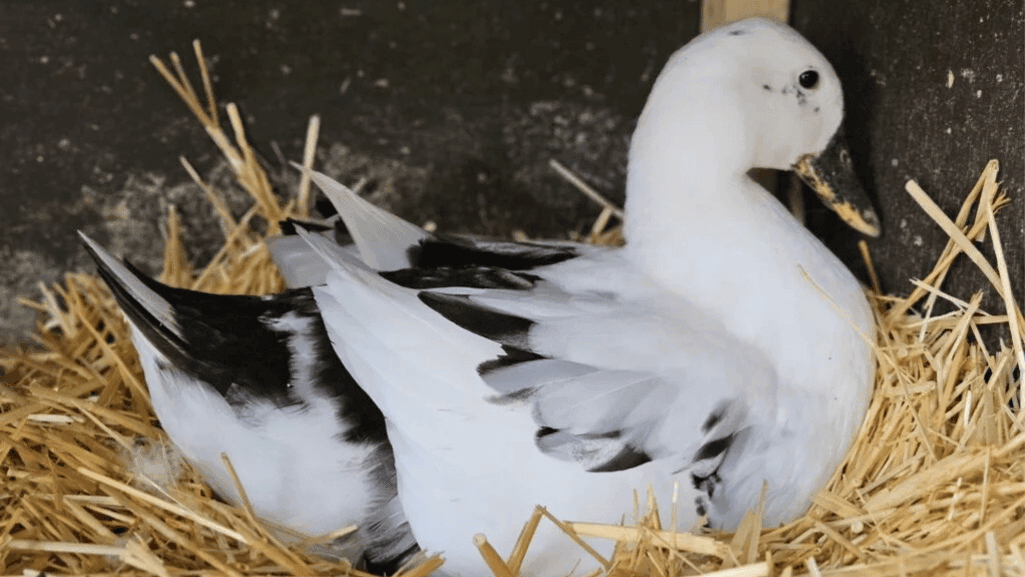 black and white duck nesting habits
