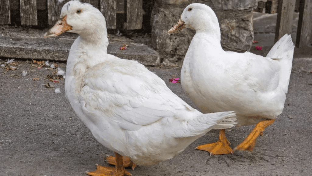 bumblefoot duck prevention