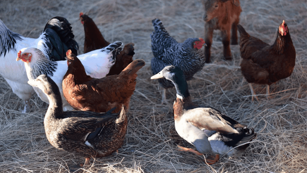 can chickens and ducks live together