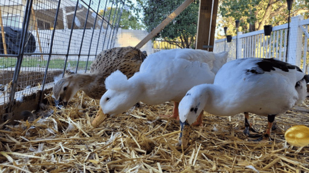 Training Ducks as House Pets: A Complete Guide 1 can you train a duck to be a house pet