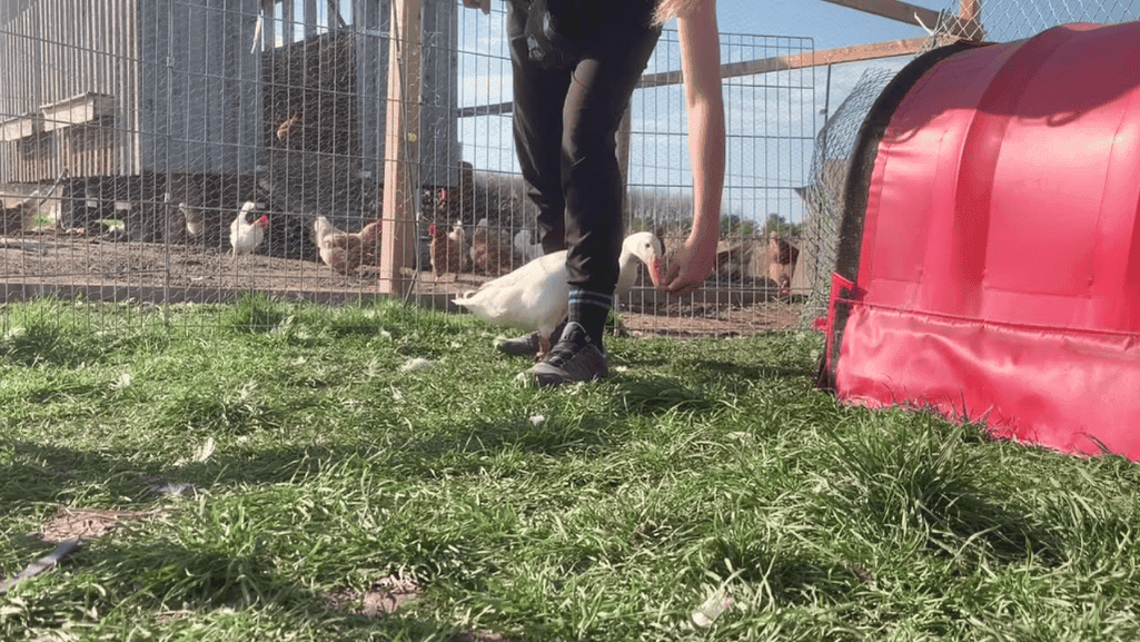 clicker training ducks
