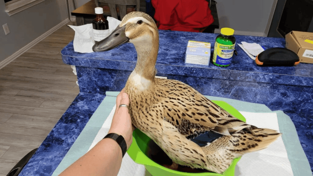 duck bumblefoot diagnosis