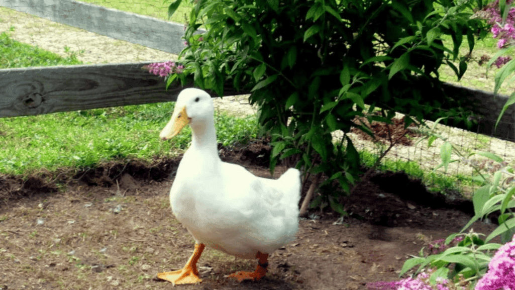duck deterrents in landscaping