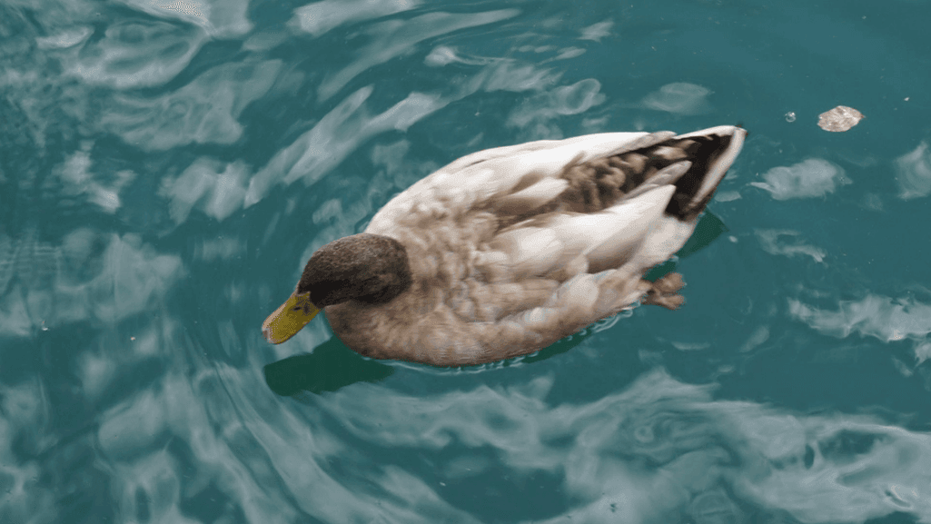 duck deterrents