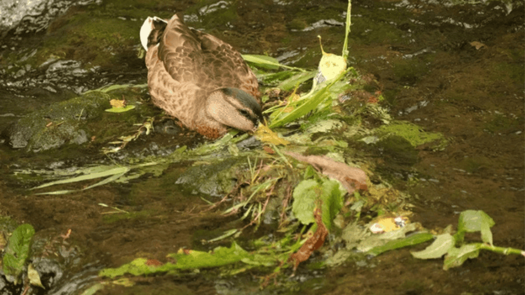 duck diet aquatic plants