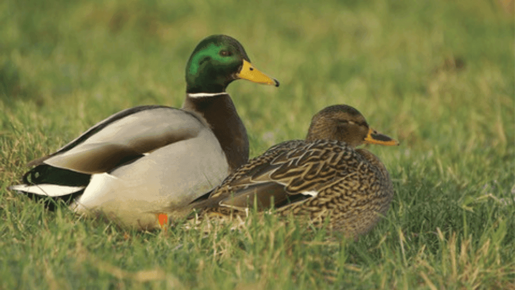 duck dispersal methods