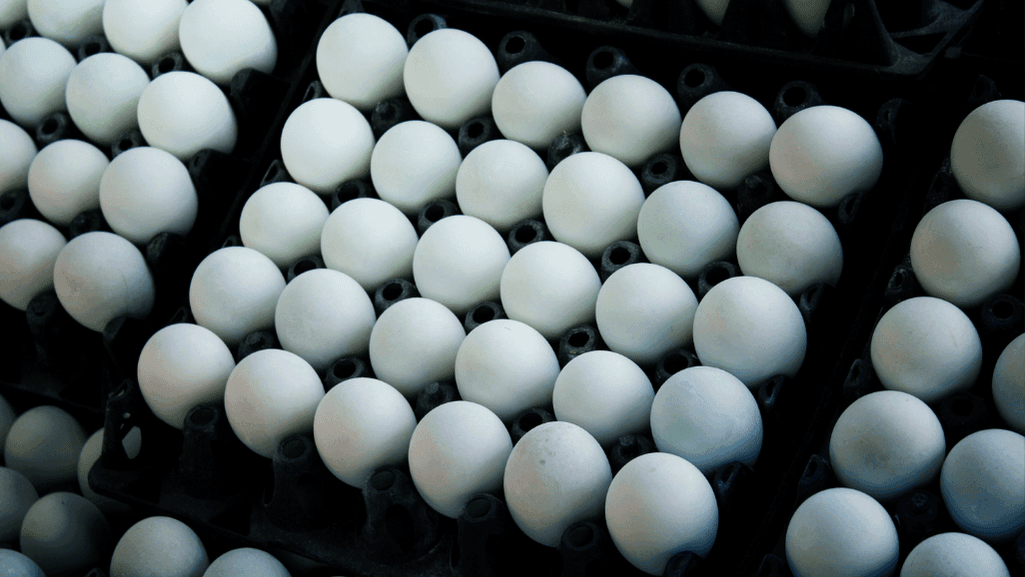duck egg green and blue shells