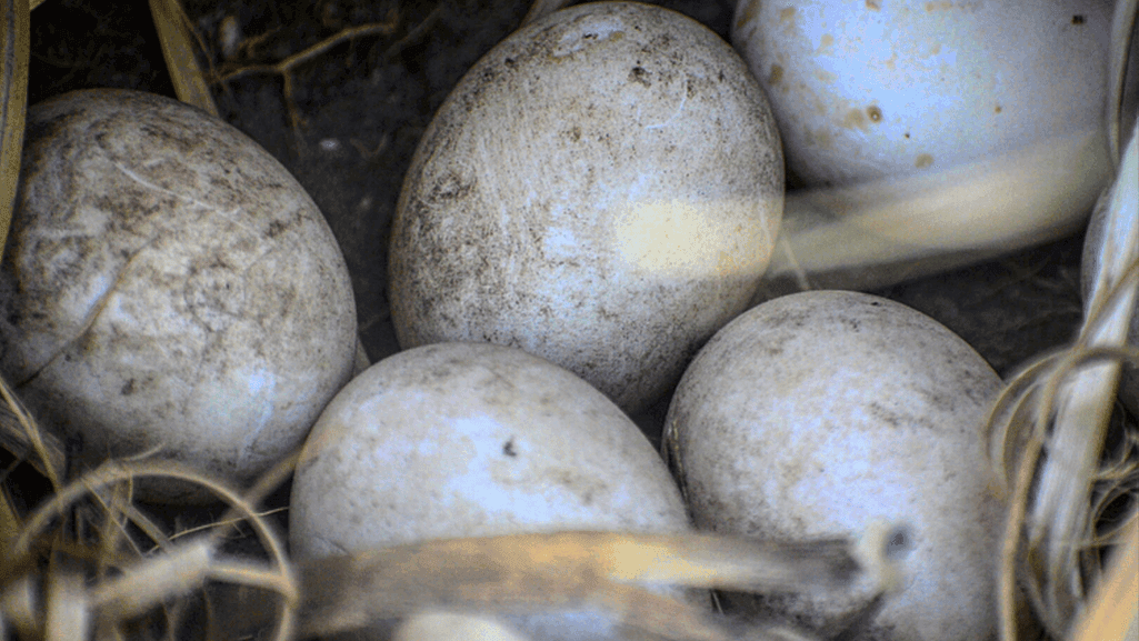 duck egg shades