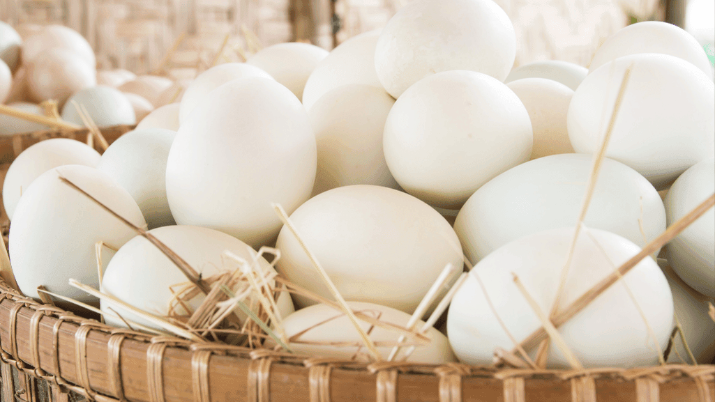 duck egg tint variations