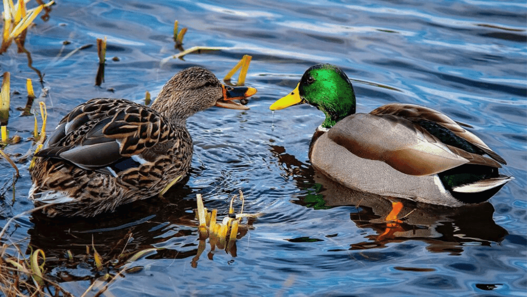 duck-friendly pond accessories