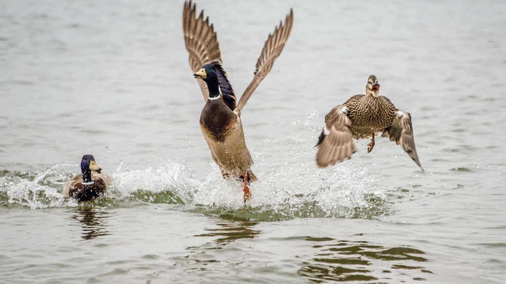 duck frightening devices