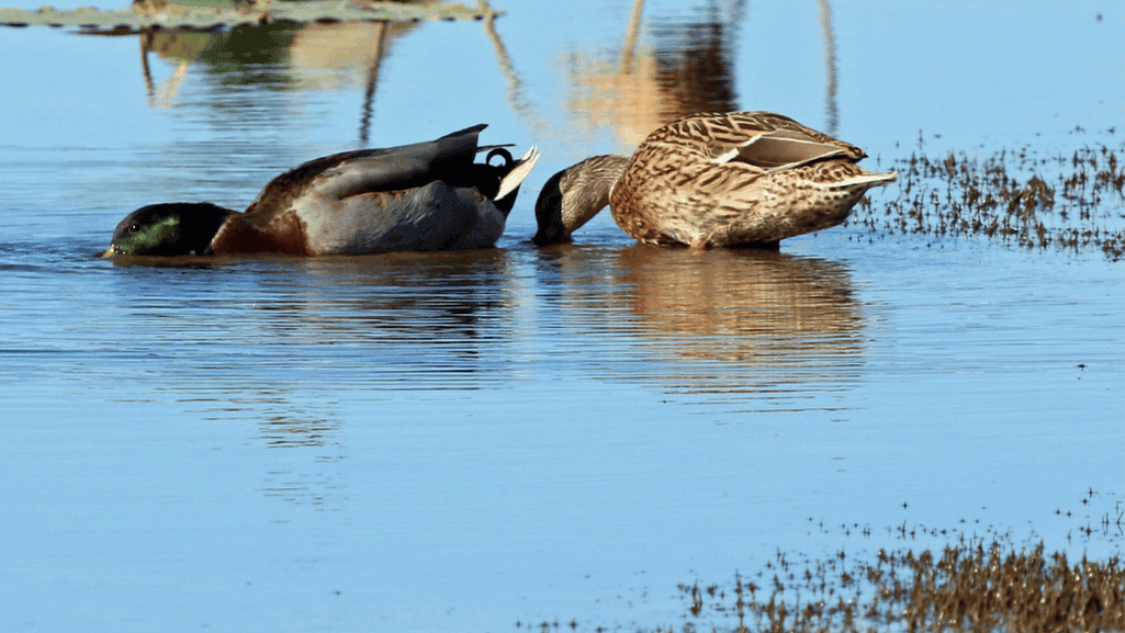 duck habitat creation