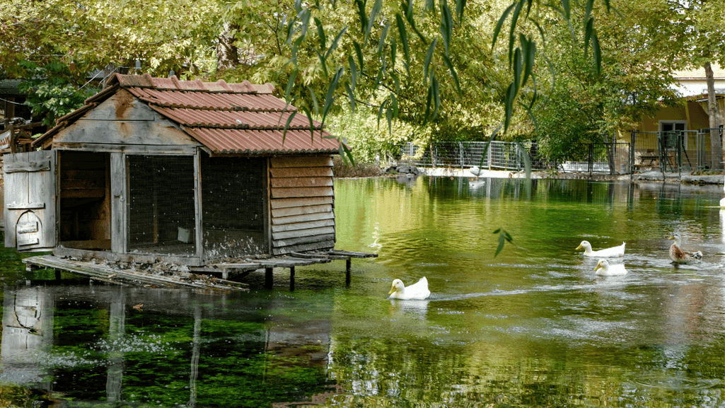 duck housing needs