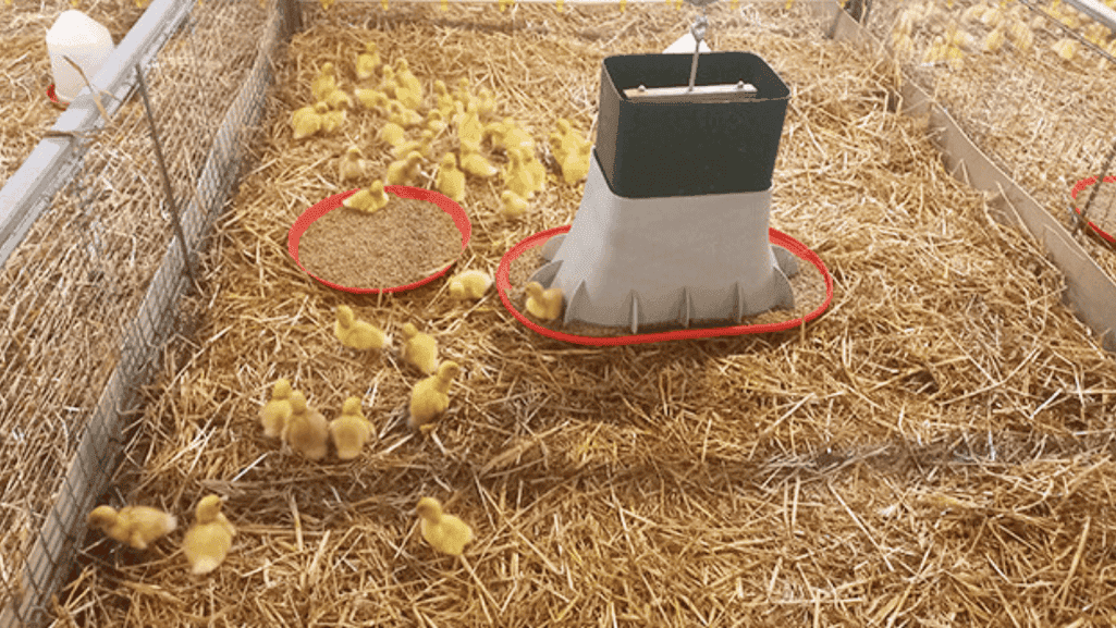 duck nutrition