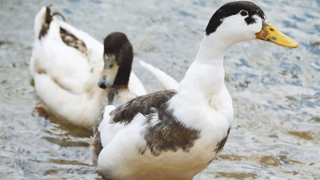 duck plumage color variations