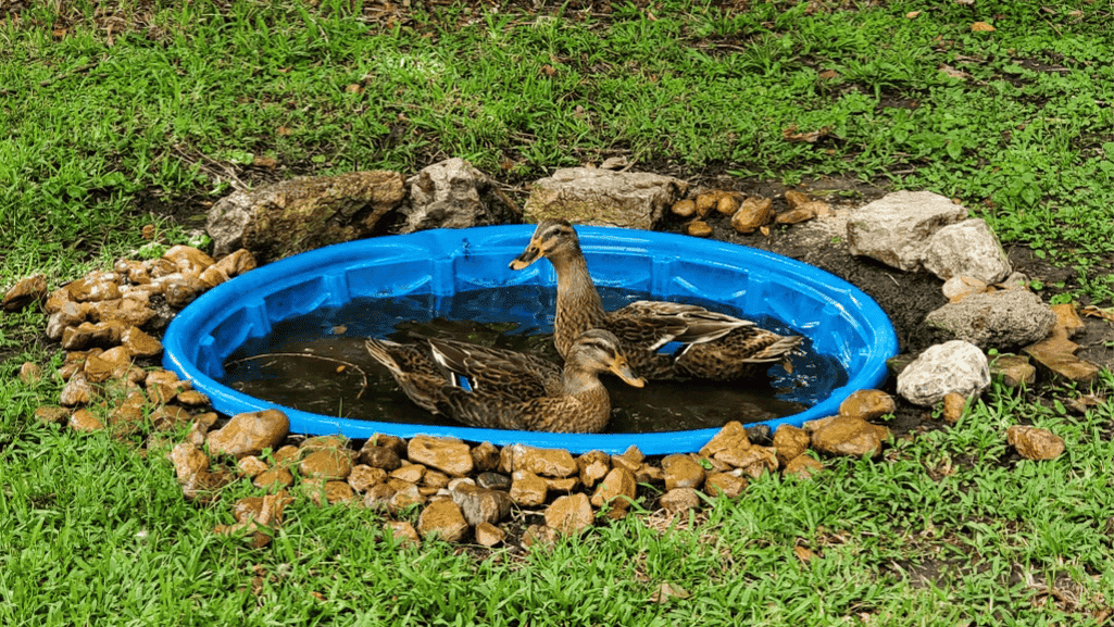 duck pond supply store