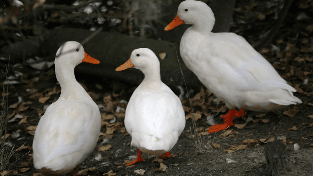 duck veterinary care