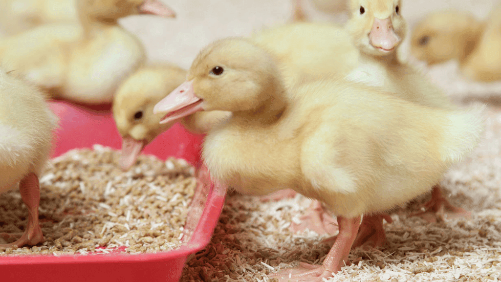 duckling health
