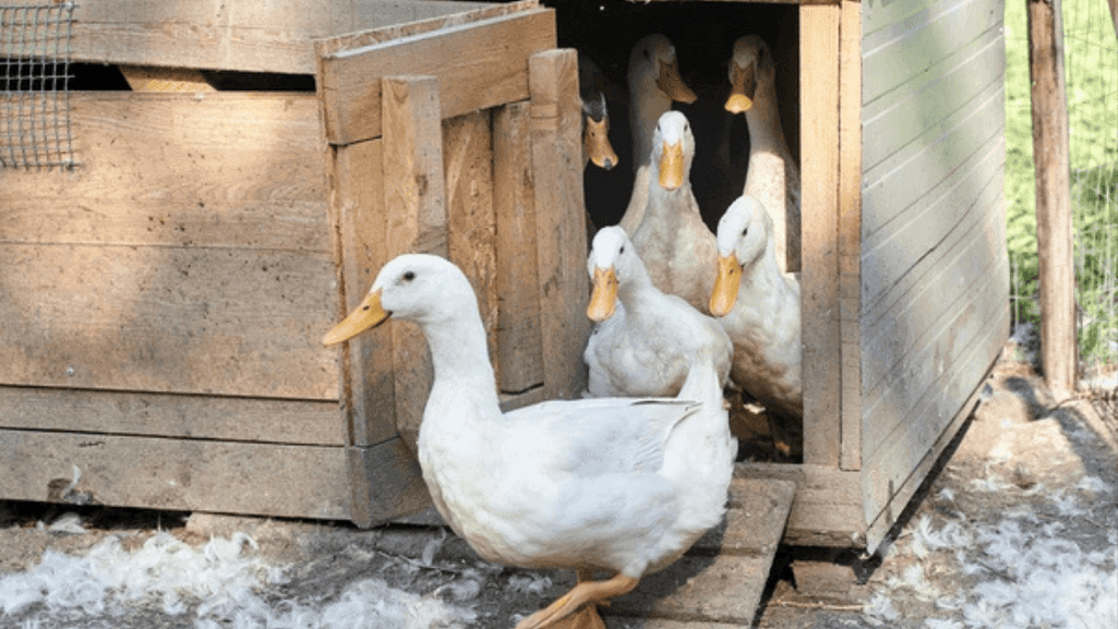 duckling housing