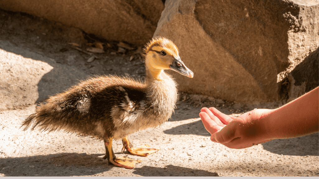 duckling starter feed