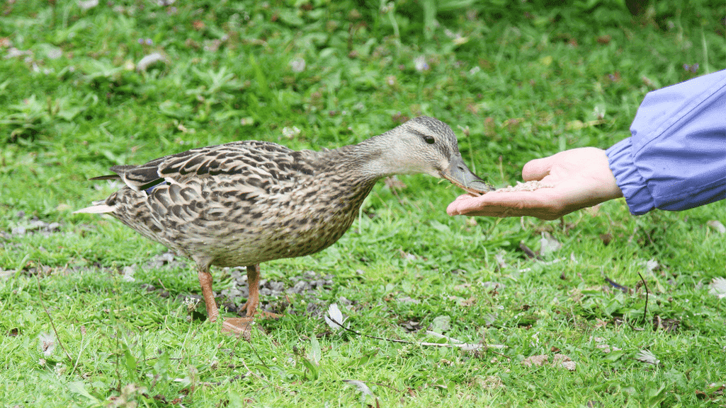 feeding Dutch Hookbill Ducks