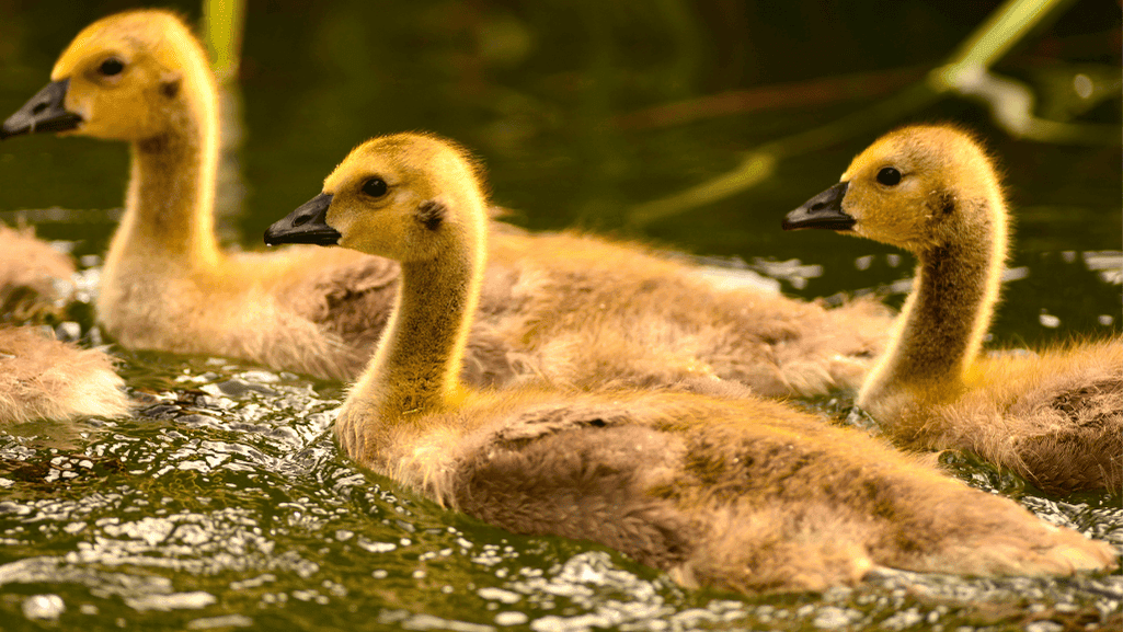 gentle handling of goslings