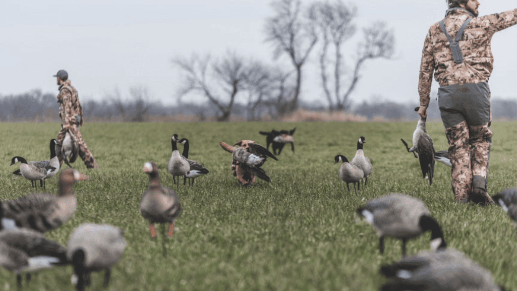 goose calling techniques