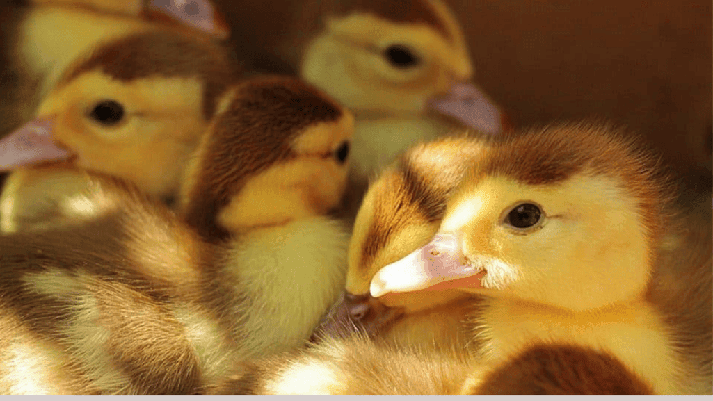 healthy duckling
