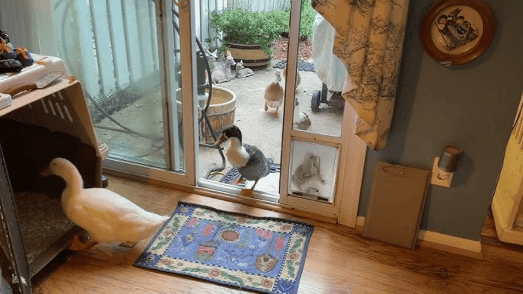 indoor duck housing