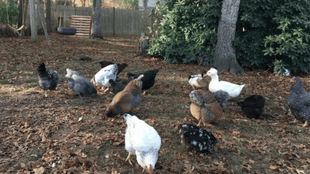 maintaining mixed flock harmony