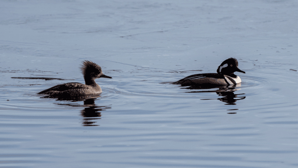 male Hooded Merganser