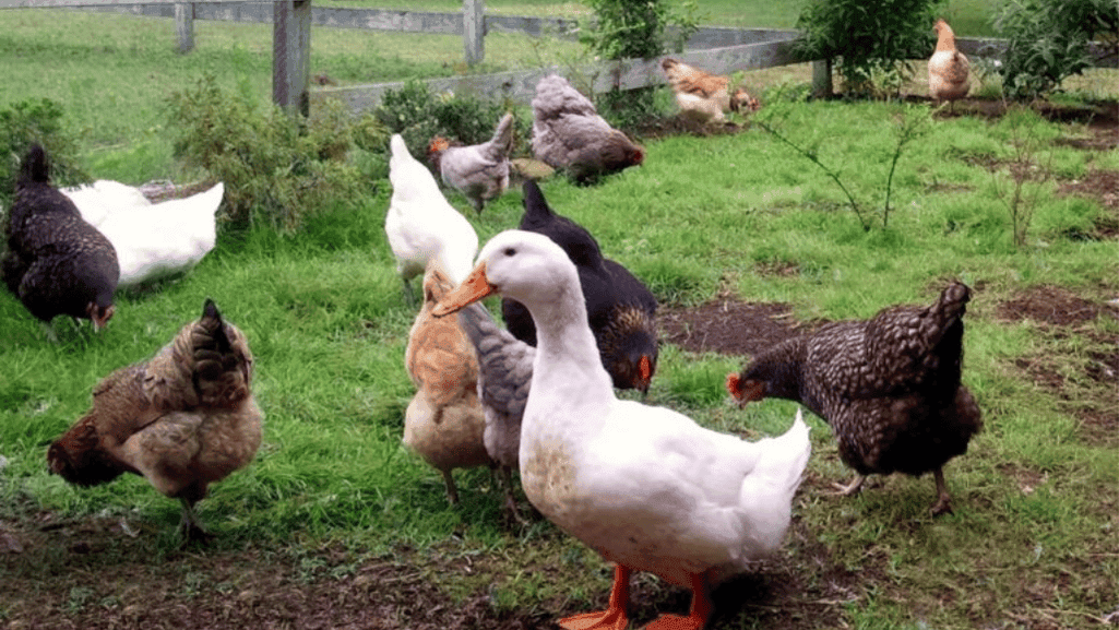 mixed flock challenges