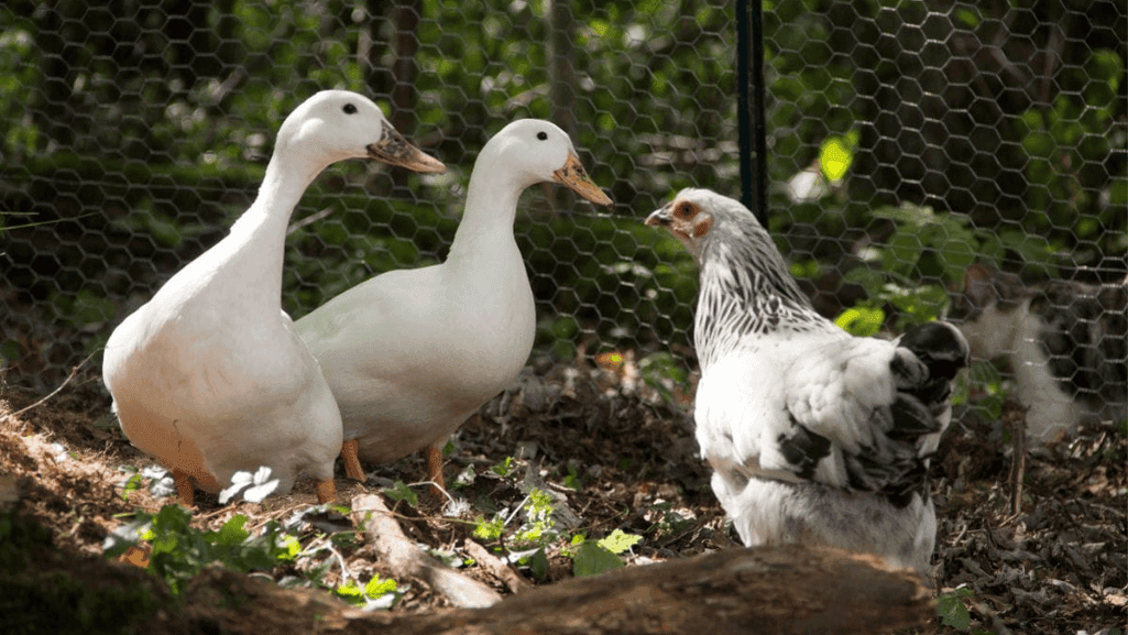 mixed flock housing