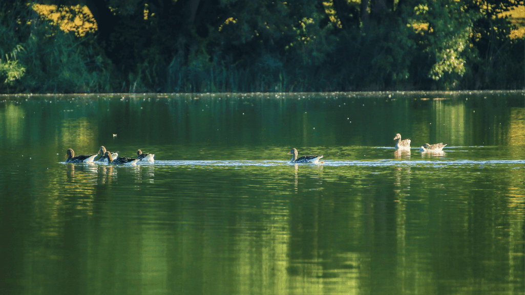 Duck habitat conservation efforts in wetlands