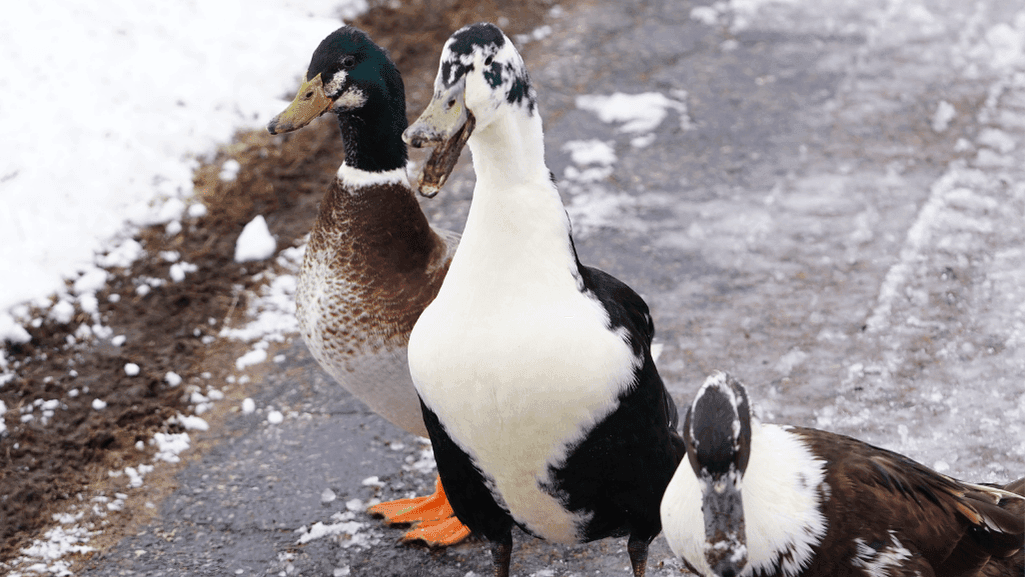 Ancona ducks temperament and personality