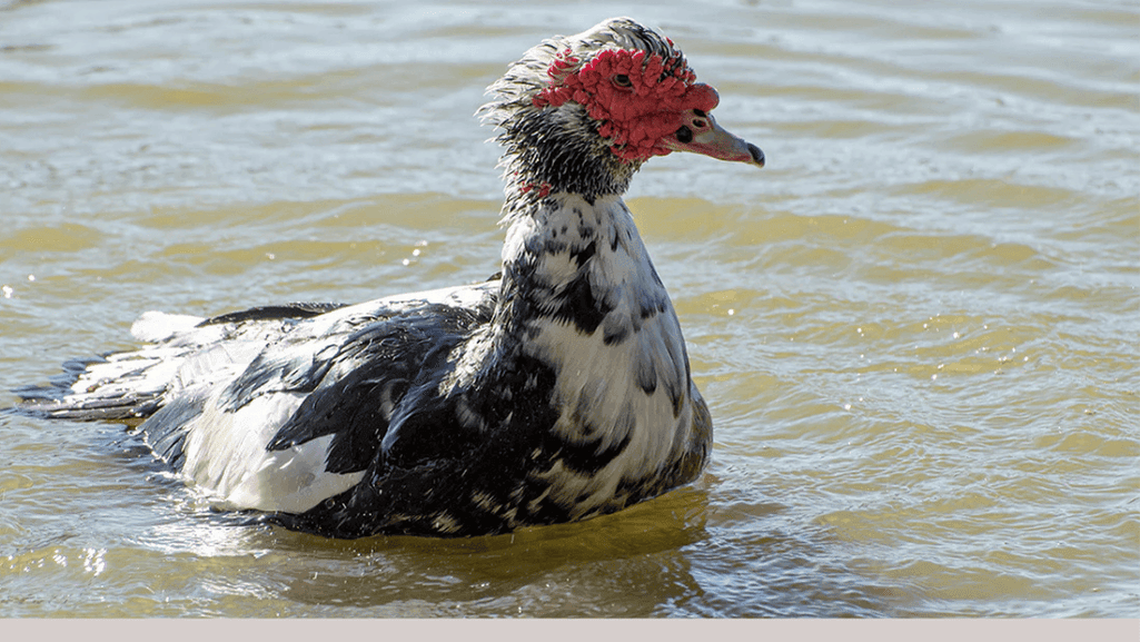 muscovy duck appearance