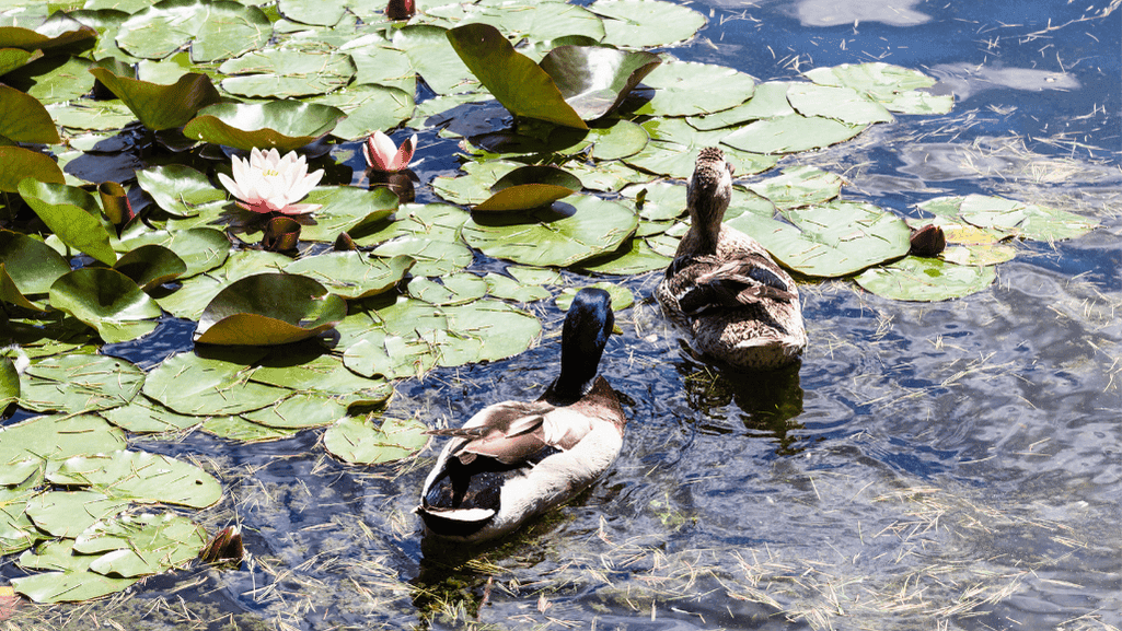 natural swimming pool ideas for duck ponds