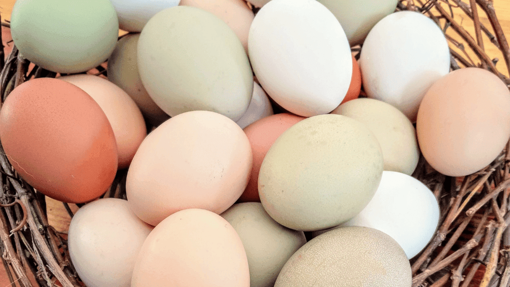 nutritional differences in eggs