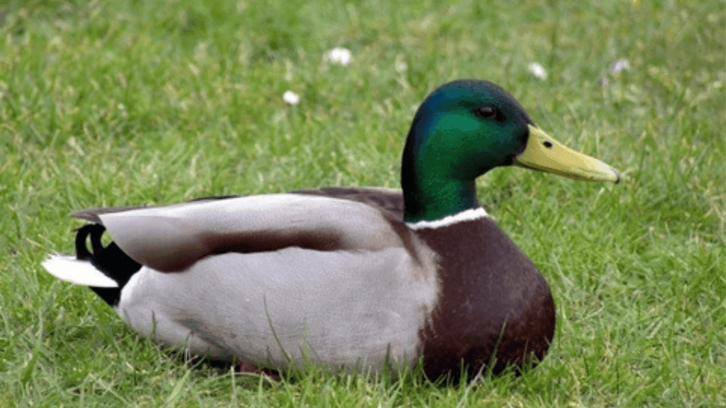 pet bantam duck breeds