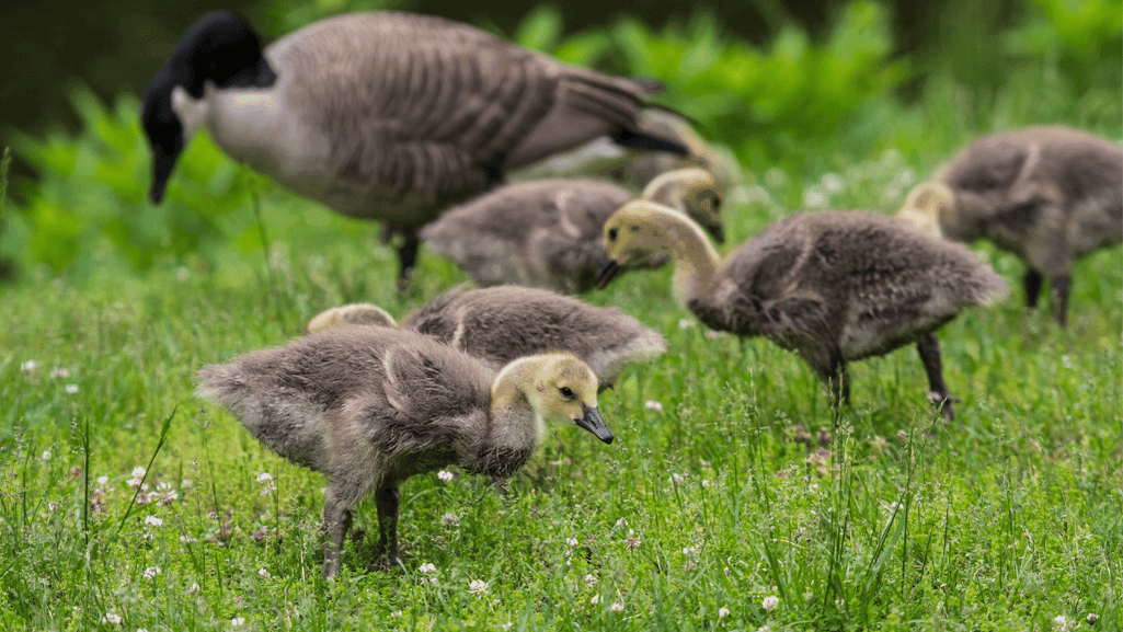 preventive care for young geese