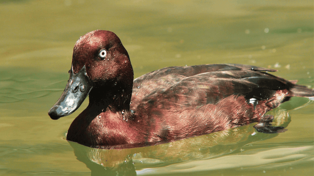 rare duck conservation efforts