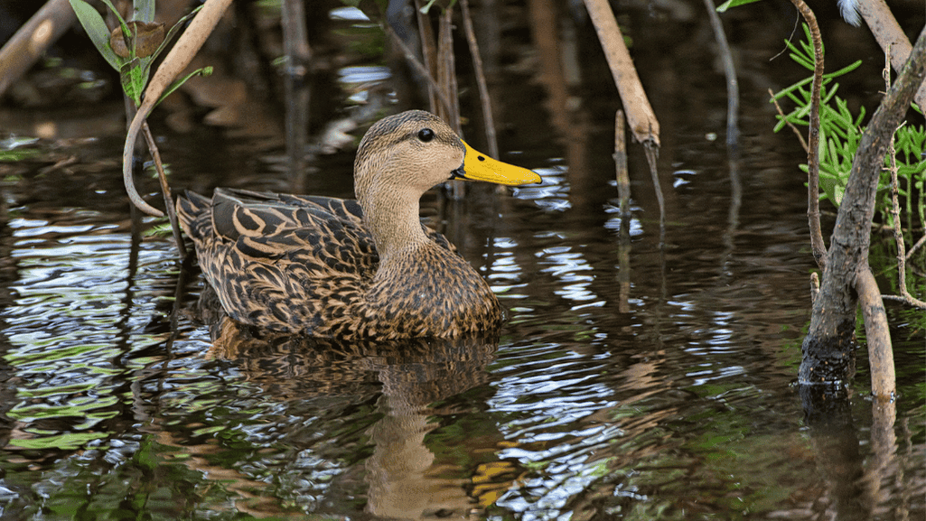 texas duck field guide