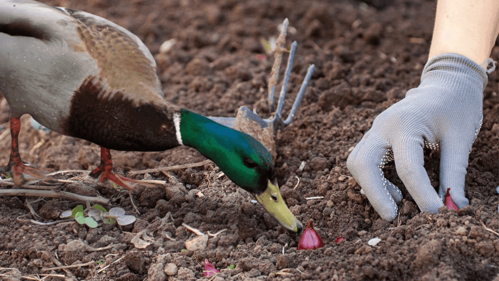 toxic foods for ducks
