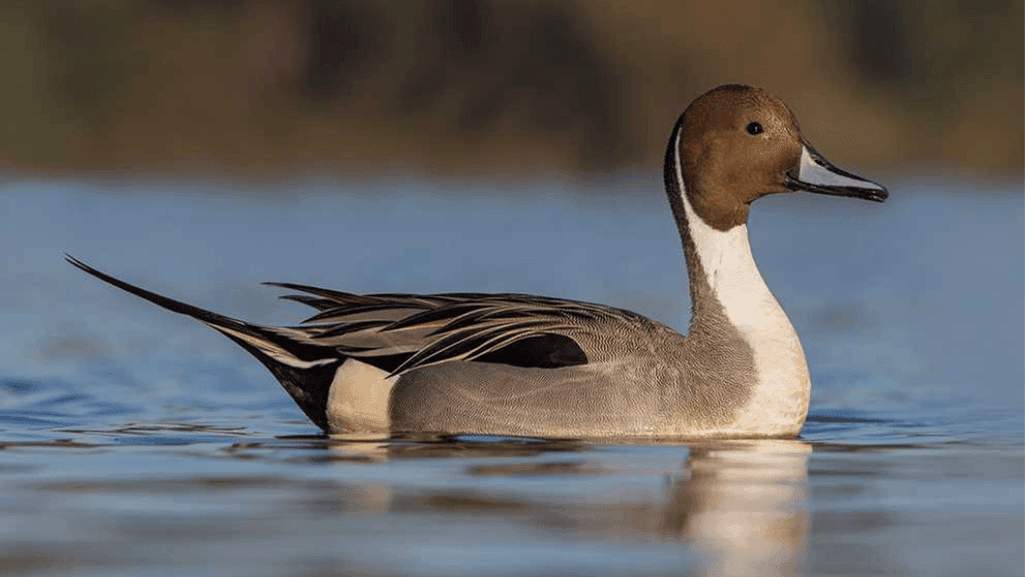 waterfowl identification texas