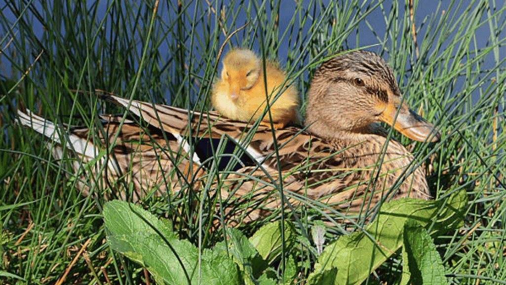 wetland ecosystem with duck nests