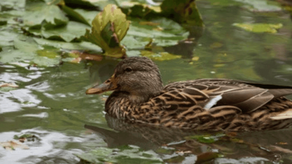 wetland restoration for brown ducks